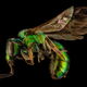 Illustration for article titled Close-Up Bee Portraits Are A Glimpse Into A Gorgeously Weird World